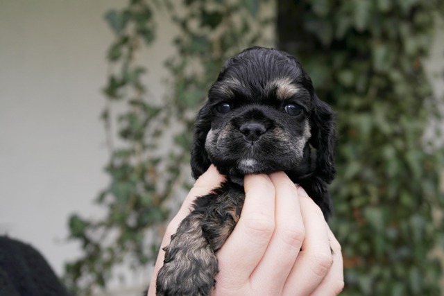 Bébé de Haylee et Cortes