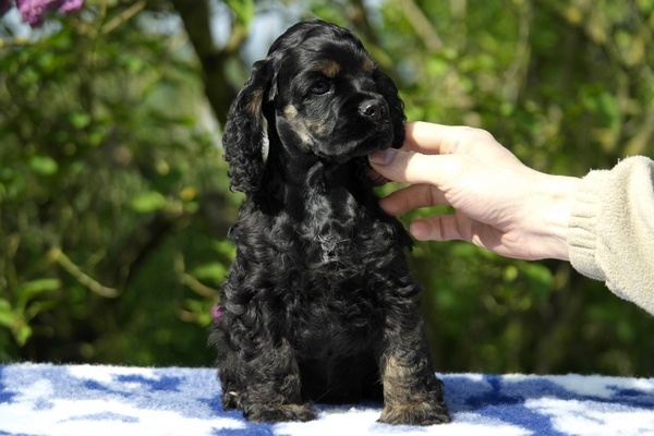 bébés Cortes et Haylee à 8 semaines