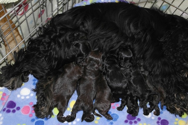 Chiot American Cocker Spaniel of Islands Bears